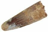 Fossil Spinosaurus Tooth - Feeding Worn Tooth #367947-1